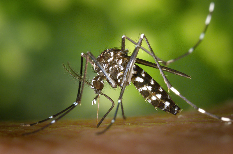 Muỗi vằn lây truyền bệnh sốt xuất huyết, zika